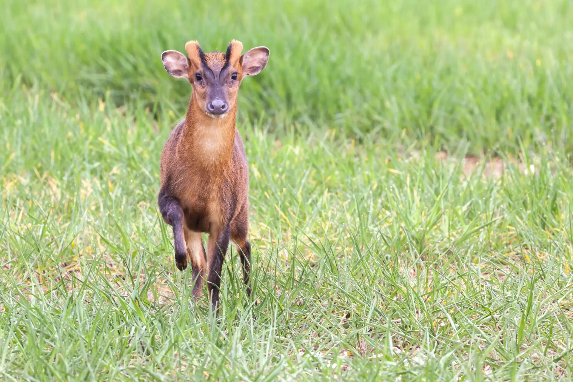 Wild Deer - Deer in the UK - Muntjac